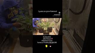 Grow Series July 2026 #pokemontcg #pokemonrips #pokemon #cannabiscommunity #cannabiseducation 🔥⛽️🫥