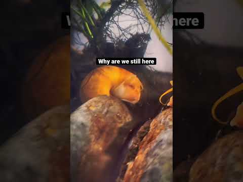 Who am I, but a snail…. #deep #meme #aquarium