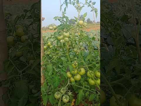 SYGENTA SAHOO 3251 TAMATO