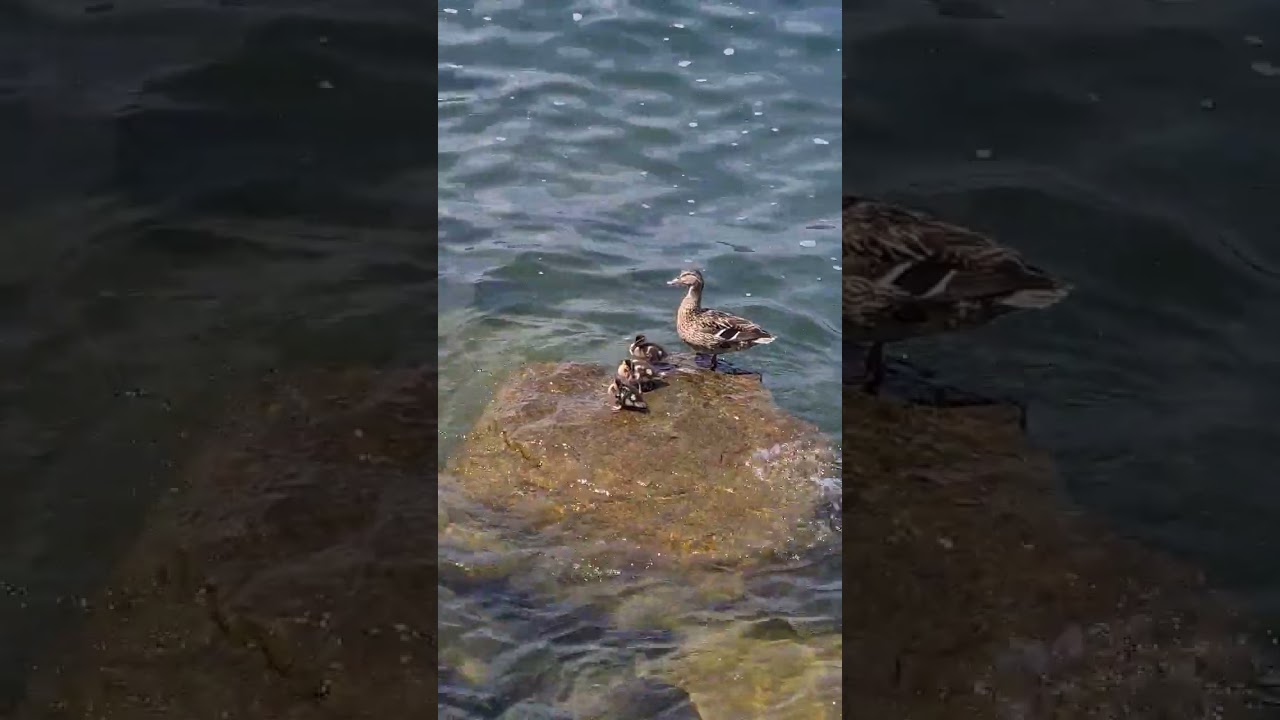 YouTube Short thumbnail