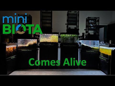 Building a Living Biosphere in My Garage