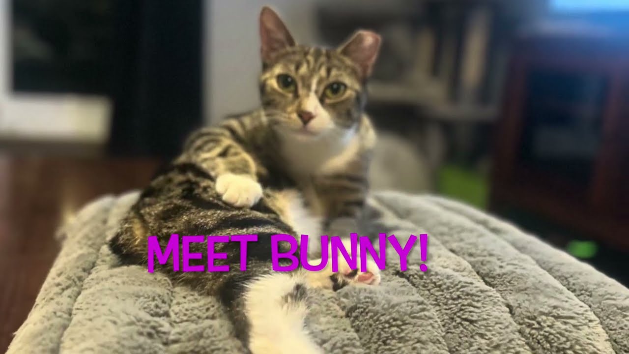 Bunny, a ADOPTABLE Domestic Short Hair in Bronx, NY video 3/6