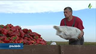 Суша, диждж кед го уж нє треба и на чкоду и слаба цена паприґи/Brigi kolo paprigi