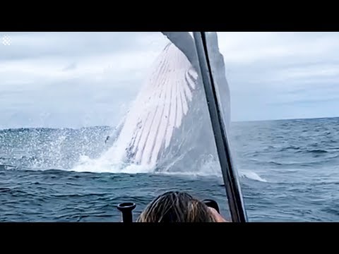 3rd YouTube video about what is the biggest whale