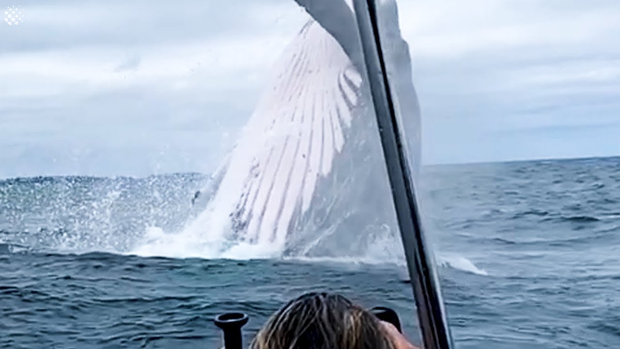 Giant Whale Jumps Out Of Nowhere - Incredibly Close Whale Encounters! - YouTube