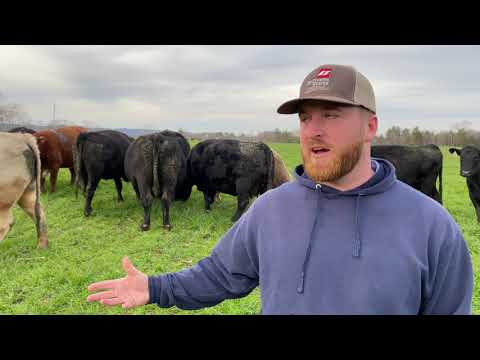 Meet The Chapman Cattle Company