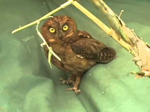 Otus elegans — Ryukyu Scops Owl pozorovanie