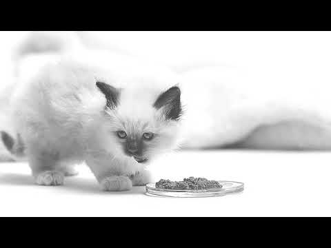 Digestive Disorders in Puppies & Kitten: Discover the New ROYAL CANIN® Gastrointestinal Range.