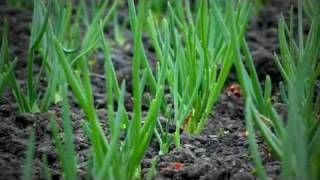 preview picture of video 'Agricooltural de Singureni: ferma de legume ecologice'