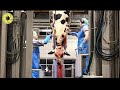 Inside The Meat Processing Plant  Inside The Food Factory Incredible Process Worth Watching HD