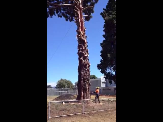 Adams Tree Services - St Leonards, TAS