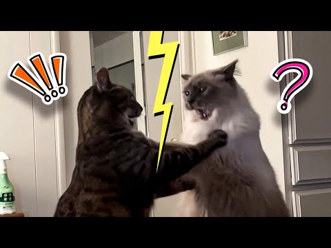 Cats Being Jerks || Funny Cats Compilation