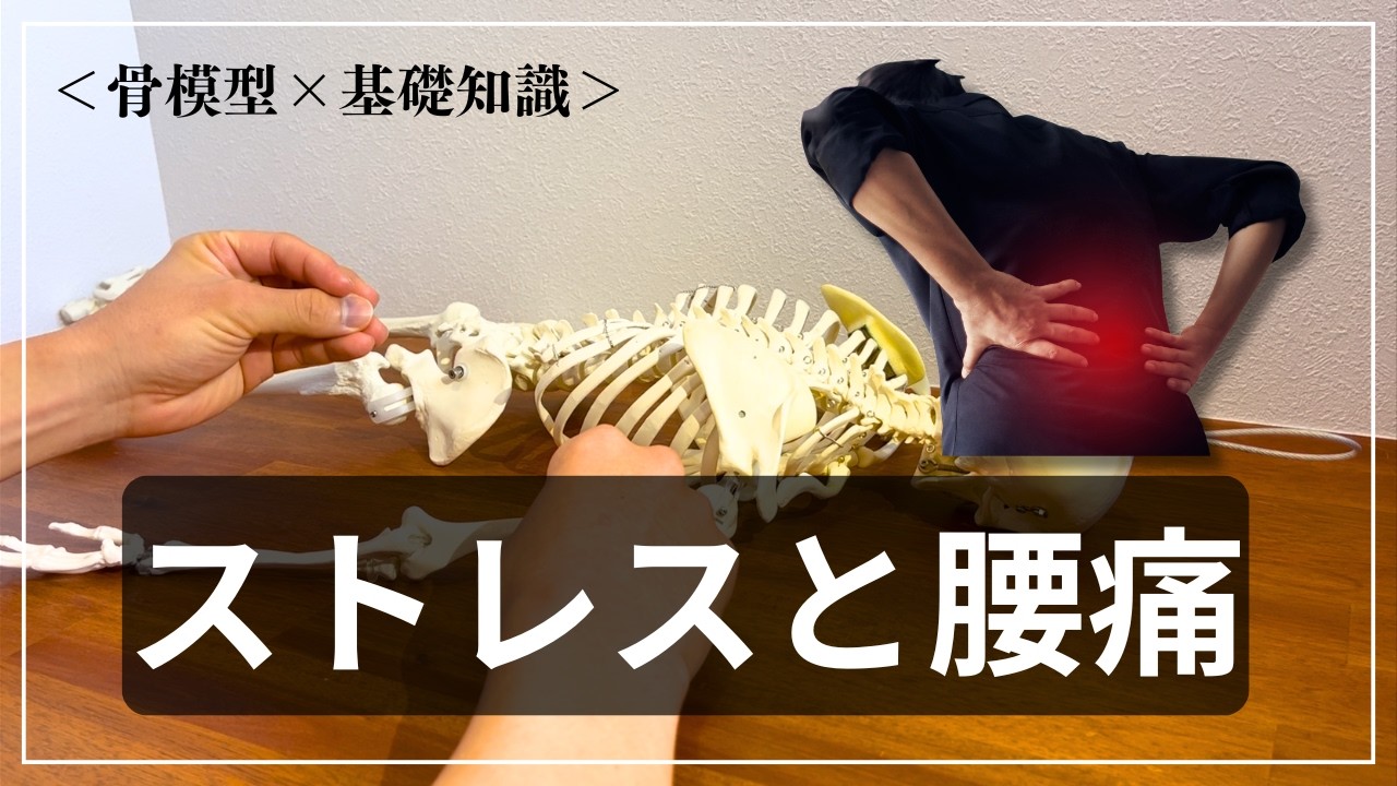【ストレスと腰痛】ストレスがかかると背中〜腰が張ってくるのはなぜ？