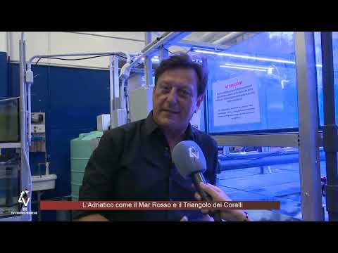 L'Adriatico come il Mar Rosso e il Triangolo dei Coralli