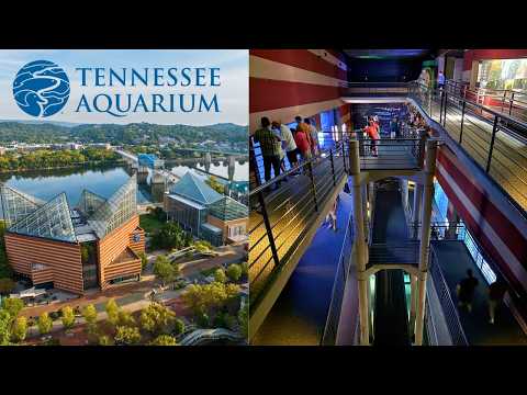 Tennessee Aquarium Groupon