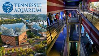 Tennessee Aquarium in Chattanooga FULL TOUR | Best Freshwater Aquarium in the USA