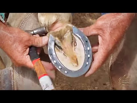 COMO HERRAR UN CABALLO PASO A PASO #parientes del rancho #IsmaelMarquez