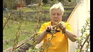 Голова садовая. Как вырастить малину