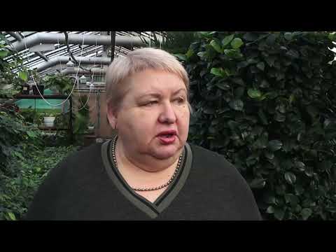 (19.12.2025) В оранжерее Комсомольска наступил сезон плодоношения цитрусовых