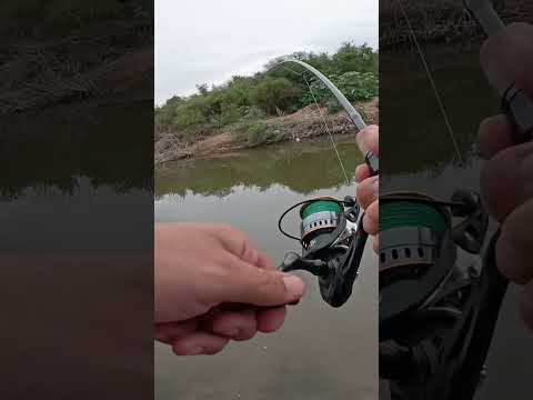 El pique 🎣 arranco tarde, Canal de los Puestos #pesca #fishing #argentina #tucuman #fish