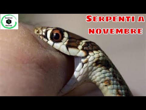 SNAKES .. BIACCO and VIPERA the last to go into hibernation