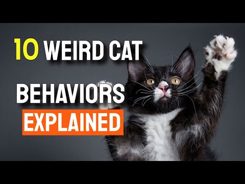 ❓🐱10 Weird CAT BEHAVIORS (explained)