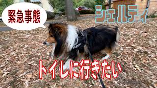 【シェルティ】トイレに行きたい【フランス田舎暮らし🇫🇷】#犬の散歩 #賢い犬 #犬のいる暮らし #シェルティ