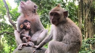 Остров обезьян или где кончается грань! Бали, Азия, Индонезия!