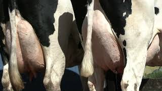 Vídeo 41 - 1ª ETAPA MEGA LIQUIDAÇÃO TOTAL AGROPECUÁRIA MARAJOARA - DIA 4 | GADO GIROLANDO E HOLANDÊS
