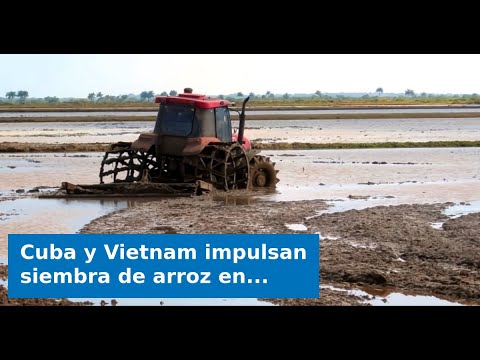 Cuba y Vietnam impulsan siembra de arroz en Pinar del Río