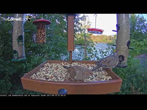 Two Mourning Doves Pick Over The Patio On The Cornell Feeders – Sept. 19, 2017