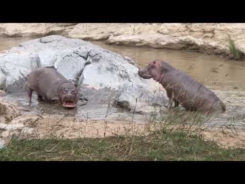Fight between two male hippos