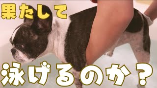 フレブルに水泳の練習してみたら衝撃受けた😂