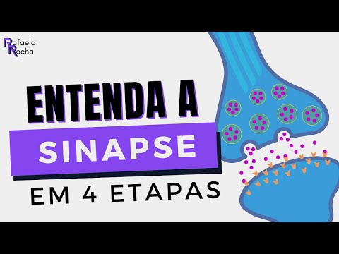 HOW THE SYNAPSE and action potential HAPPEN!