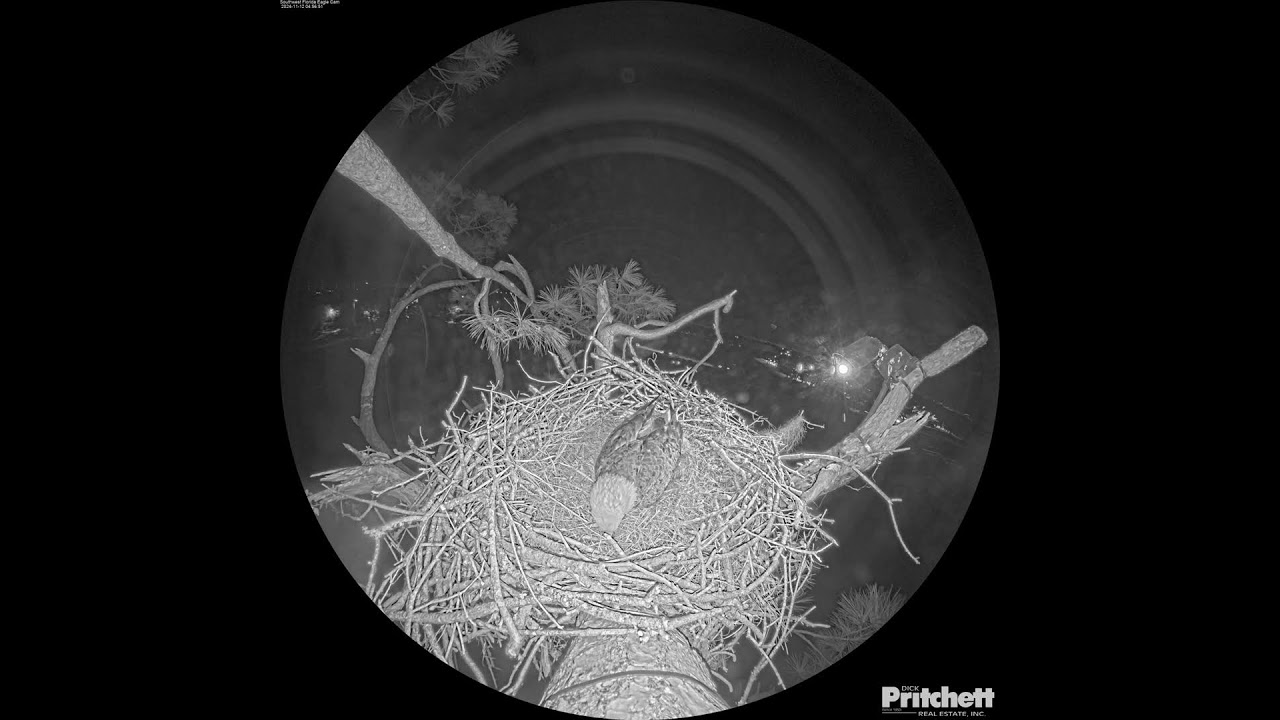 Southwest Florida Eagle Cam - Cam 360