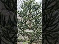 Monkey Puzzle Tree #science #forest #tree