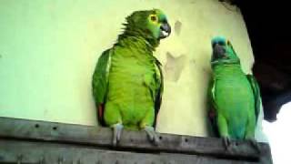 papagaio cantando " atirei o pau no gato "