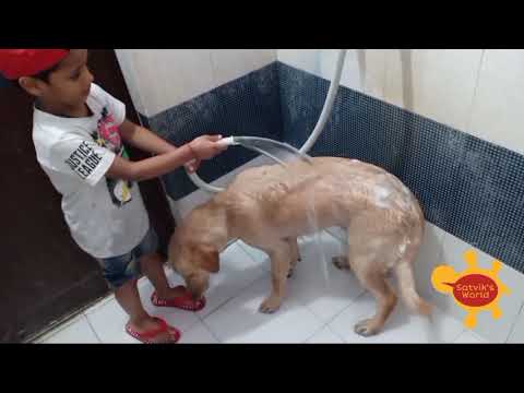 3 Year kid Giving bath to his Pet Dog, Satvik Give bath to Lab