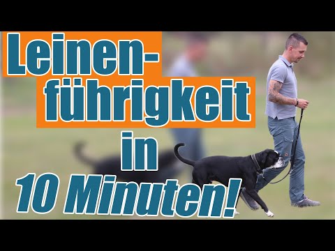 The Trainer Effect - Leash Training in 10 Minutes