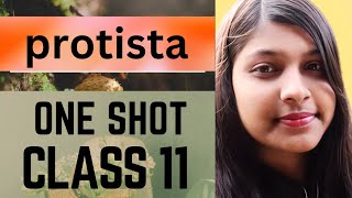 Kingdom protista | | class 11 biology chapter biological classification