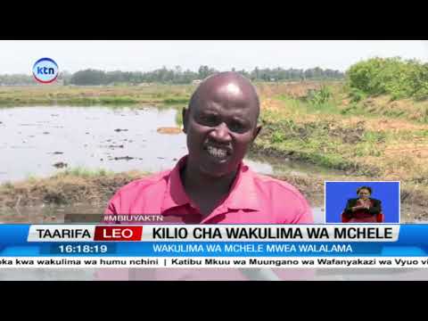 Wakulima wa mchele Mwea walalamika baada ya serikali kuagiza mchele kutoka nje
