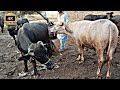 BUFFALO Meeting First Time In Village Horizon Buffalo Pertemuan BUFFALO Kali Pertama Di Kampung