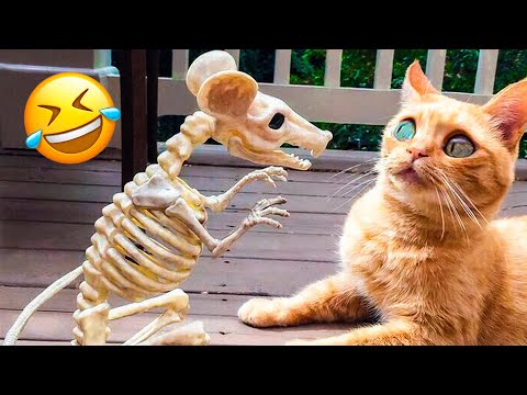 Funniest Animal Videos 2022 😁 - Best Funny Dogs And Cats Videos 🥰#7