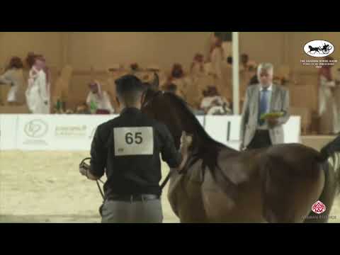 N 65 AZAM ALMAA   The Arabian Horse Show for local Breeders 2022   Colt Foals Class 13A