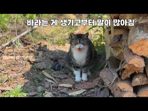 삶이 고달퍼진 산골 고양이 꽁스