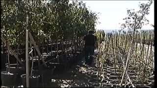 preview picture of video 'Vivero Las Tobas y Alberquillas de Higuera de la Sierra (1993)'