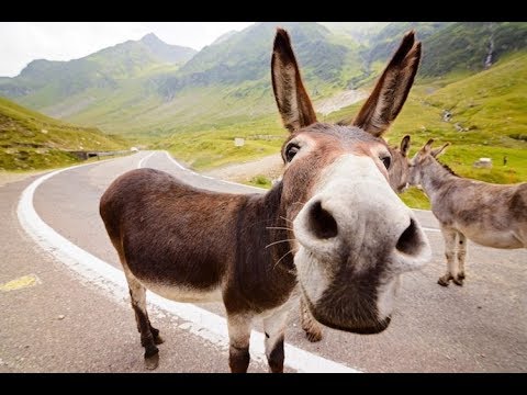 Dem Esel auf der Spur - Doku 2018 (NEU in HD)