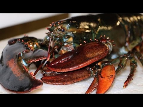 Rare Lobster with Four Claws Gets Discovered in Seafood Shipment