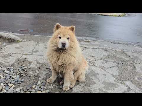 Animals I encounter walking in the southernmost city of this world, Ushuaia.
