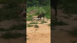 Major politics between Nishi and the adopting mum